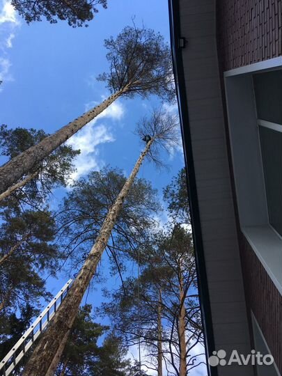 Спил деревьев