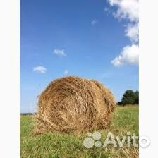 Продам сено в рулонах