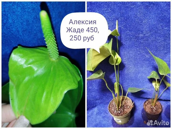 Антуриумы и детки