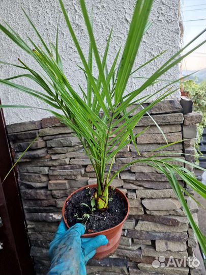 Пальмы бутия,хамеропс,сабаль,финик,вашингтония др