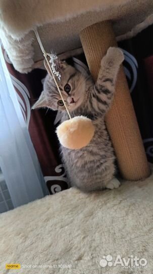 Британские котята