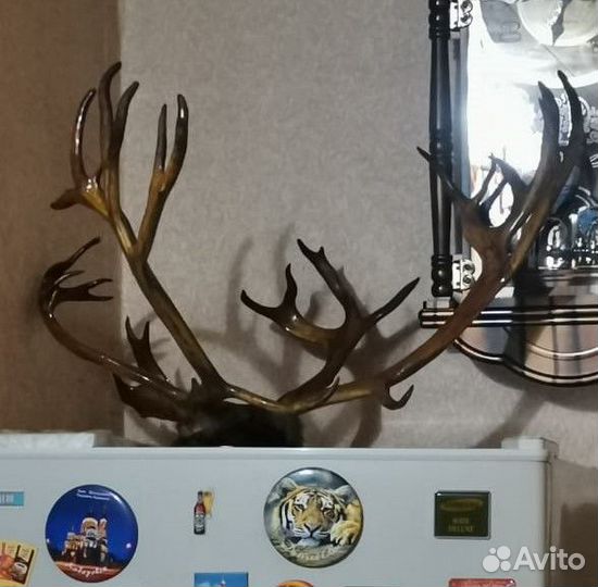 Рога оленя