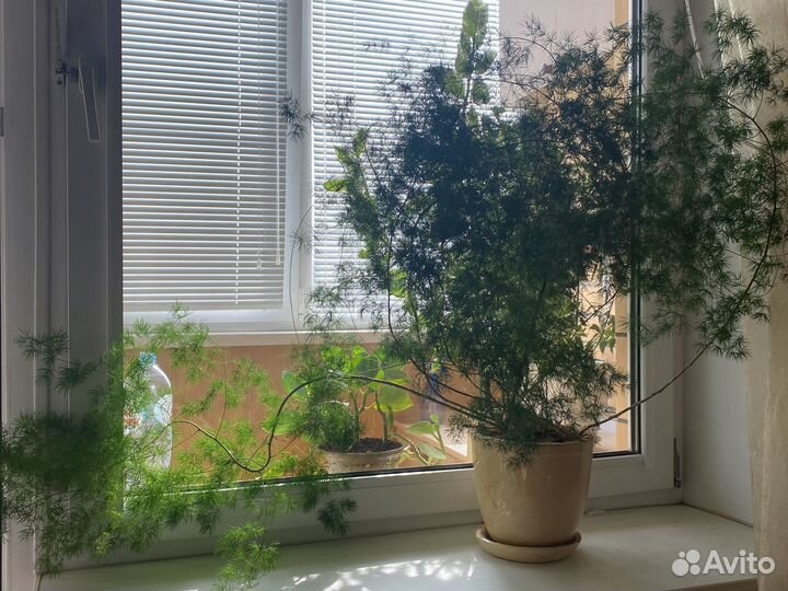 Комнатное растение