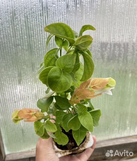 Белопероне