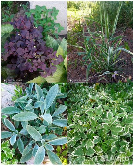 Многолетние цветы для сада