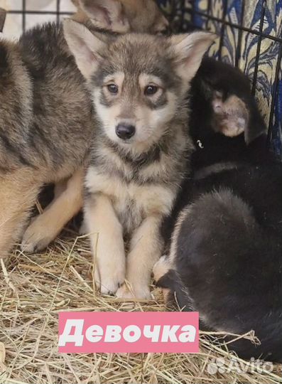 Щеночки в добрые руки