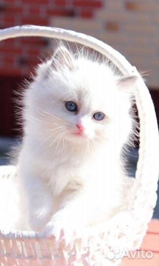 Котята рэгдолл