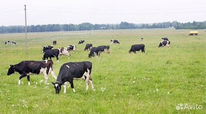 Электропастух