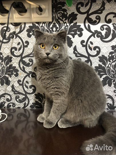 Шотландская кошка