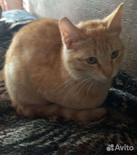 Кошка в дар