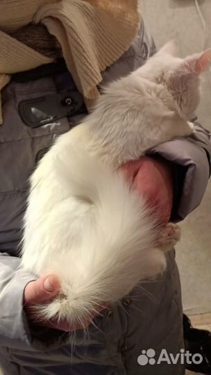 Котенок 3 месяца ангора