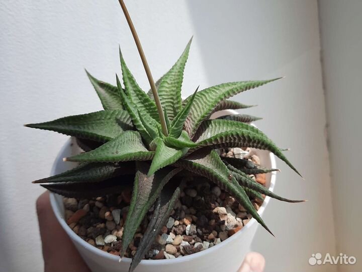 Хавортия лимифолия Golela с деткой