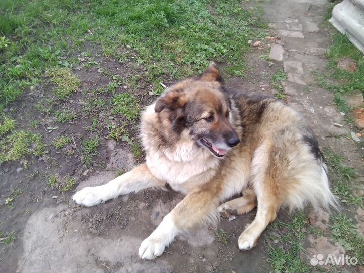 Мальчик в добрые руки