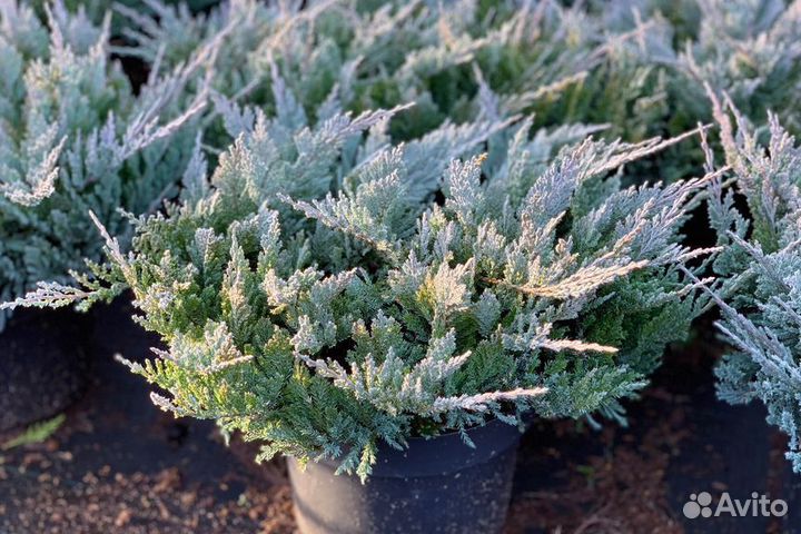 Можжевельник Блю Чип