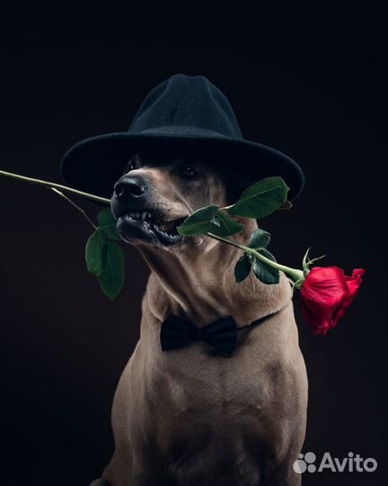 Собаки для рекламы, фотосессии, съёмок