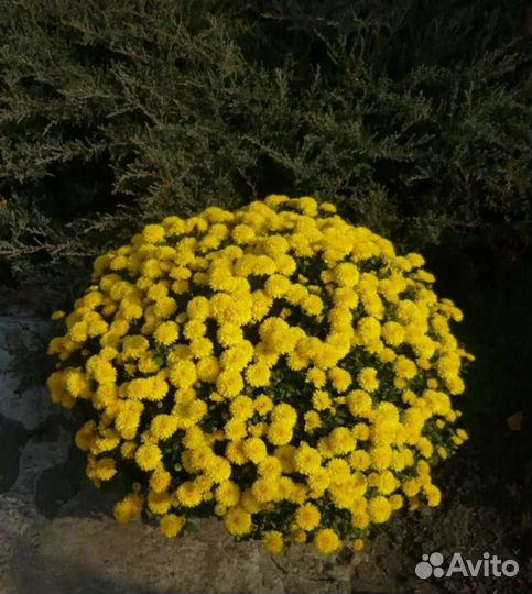 Хризантема мультифлора