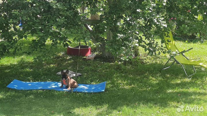 Передержка животных и цветов на время отпуска