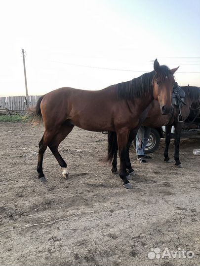 Полукровный жеребец