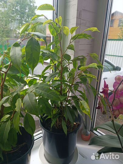 Фикус бенджамина