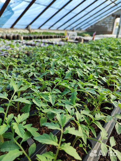Рассада томатов