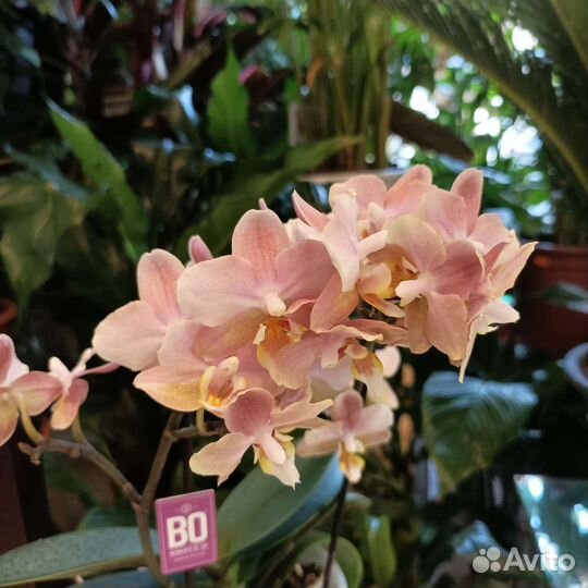 Орхидея фаленопсис Парфюмерная фабрика 2 ст