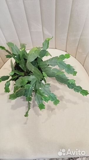 Декабрист шлюмбергера