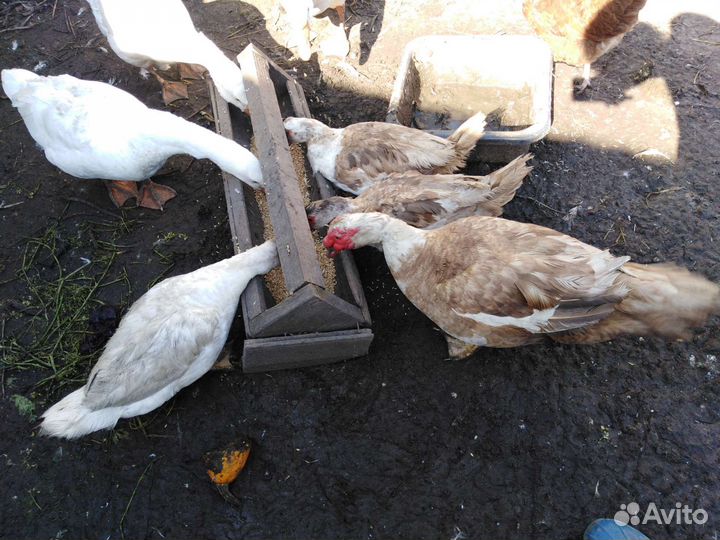 Семья гусей, семья индоуток