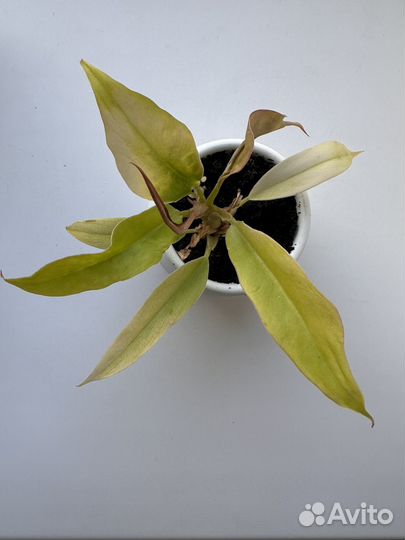 Филодедрон голден крокодил