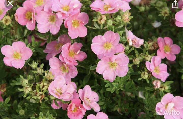 Лапчатка кустарниковая различных сортов