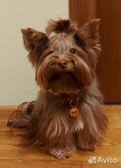 Вязка йоркширский терьер choko(шоколадный йорк)