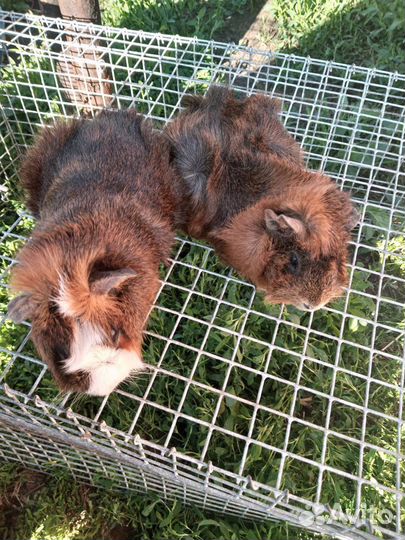 Морские свинки