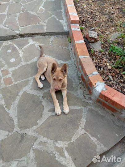 Щенок двортерьер