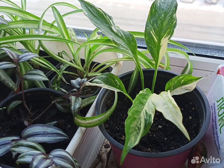 Спатифиллум Домино и другие цветы