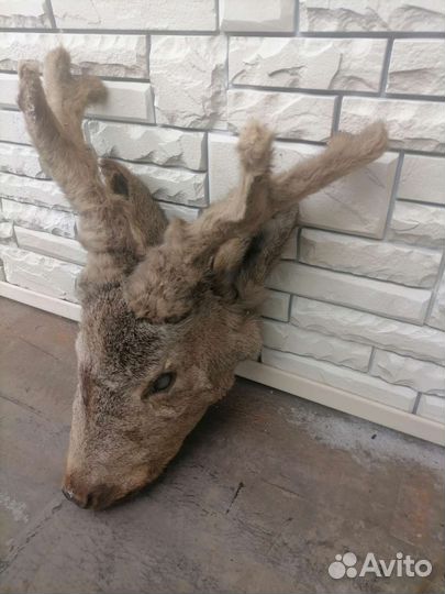Чучело головы косули