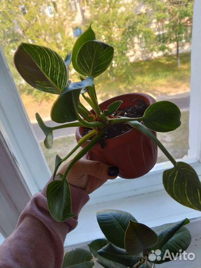 Филоденрон Вайт Мэжэ (Биркин)