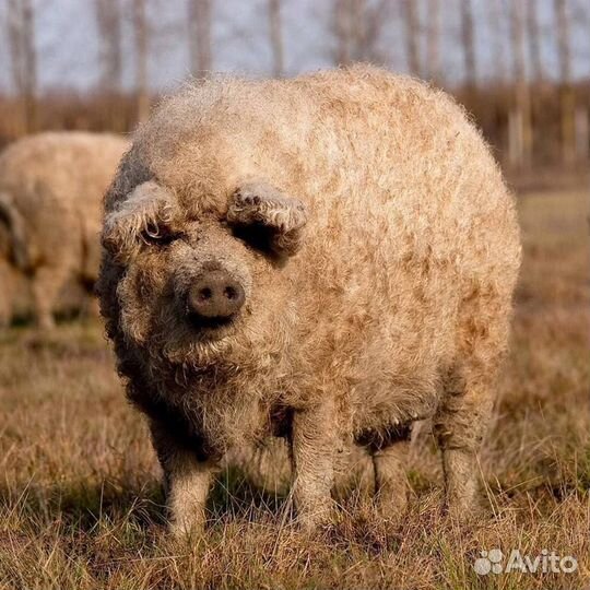 Действующий Фермерский Бизнес в Рязанской