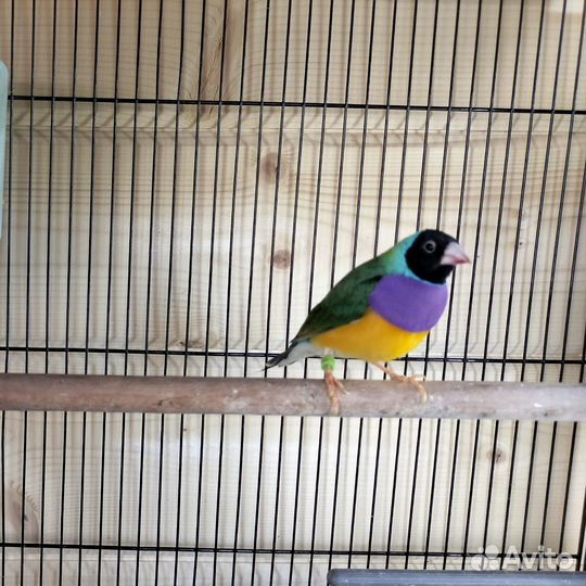 Амадины гульда