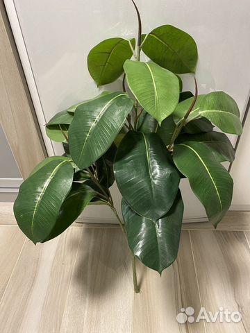 Фикус(полная имитация живого)