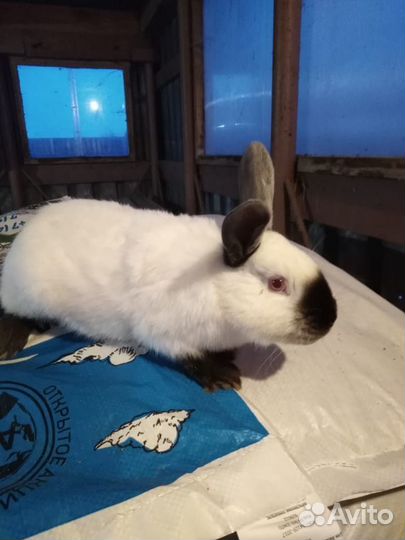 Кролики на мясо и живьем для разведения