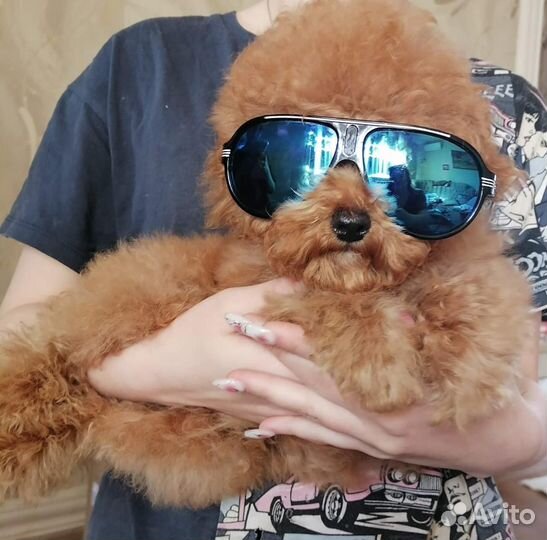 Красные тойчики