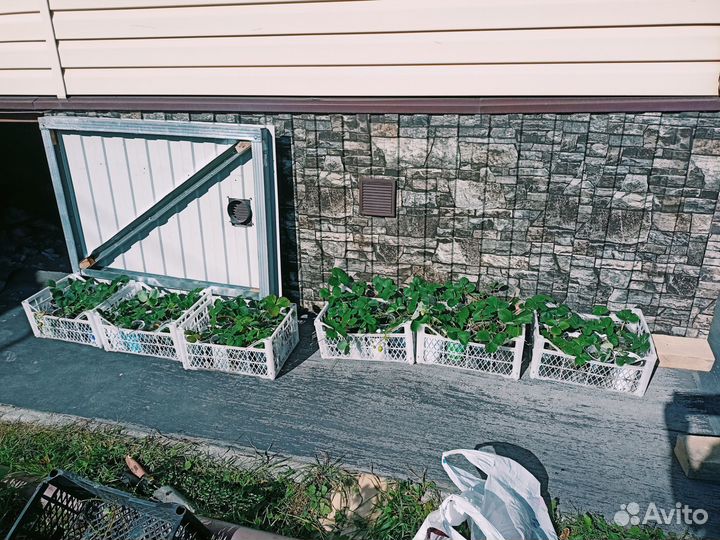 Саженцы клубники