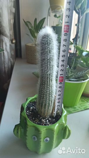 Кактусы и суккуленты