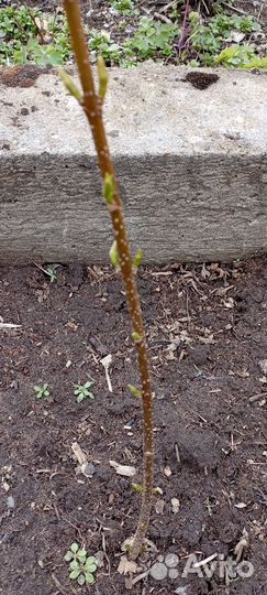 Мальва, форзиция и др