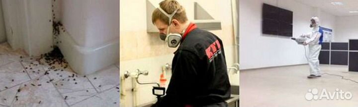 Уничтожение тараканов, клопов, мышей, муравьёв