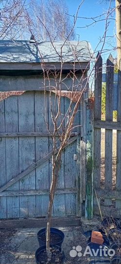 Липа мелколистная