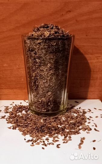 Семена укропа