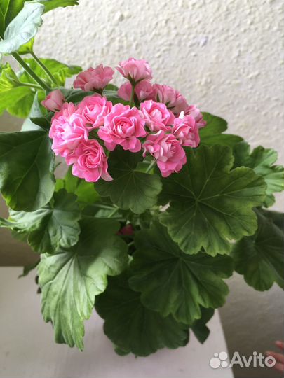 Герань пеларгония Australian Pink