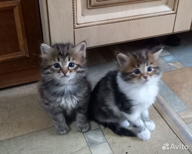 Отдам котёнка в добрые руки