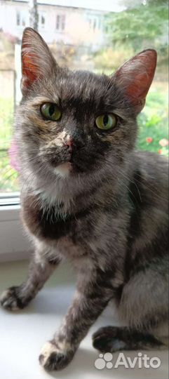 Кошка