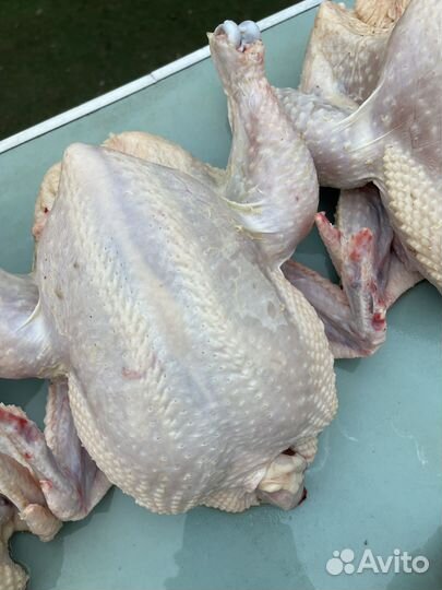 Цыплята бройлера
